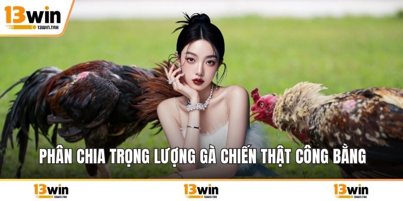 Phân chia trọng lượng gà chiến thật công bằng