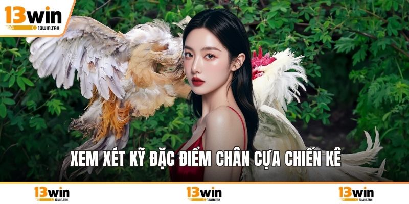 Xem xét kỹ đặc điểm chân cựa chiến kê